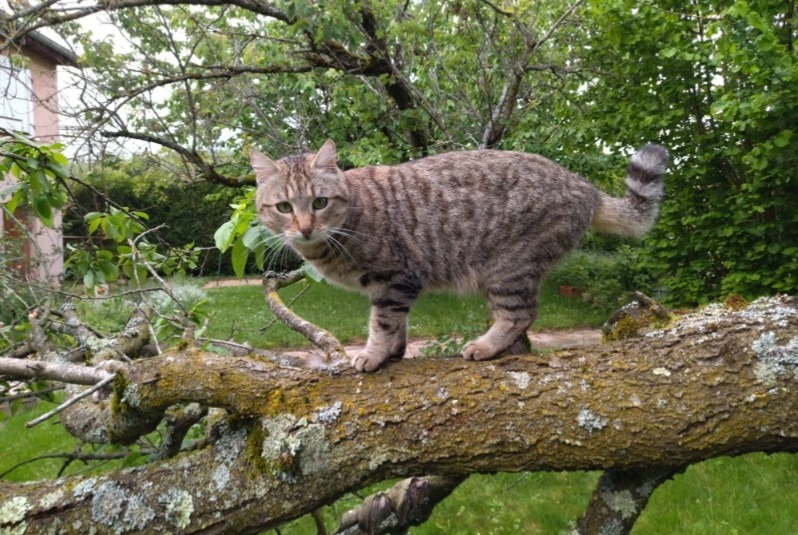 Vermisstmeldung Katze Weiblich , 8 jahre Cailloux-sur-Fontaines Frankreich