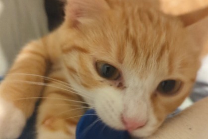 Vermisstmeldung Katze rassenmischung  Männliche , 1 jahre Villefranche-sur-Saône Frankreich
