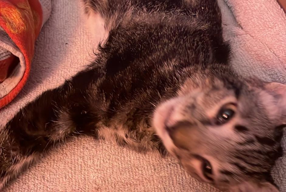 Fundmeldung Katze  Männliche Gleizé Frankreich