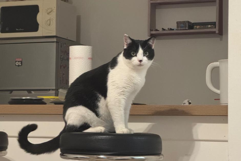 Vermisstmeldung Katze Männliche , 2 jahre Lyon Frankreich Vermisstmeldung Katze Männliche , 2 jahre Lyon Frankreich