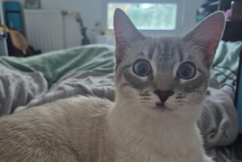 Fundmeldung Katze Weiblich Vénissieux Frankreich