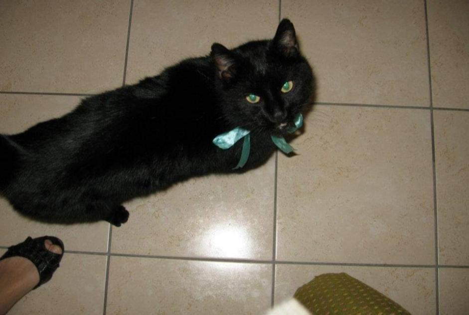 Disappearance alert Cat  Male , 14 years Lyon 5e Arrondissement France