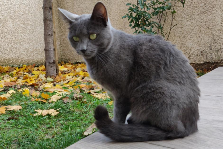 Disappearance alert Cat Female , 6 years Décines-Charpieu France