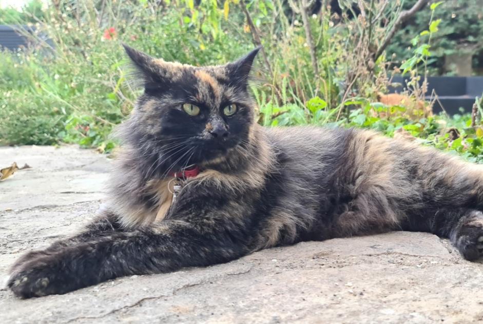 Disappearance alert Cat  Female , 3 years Genas France