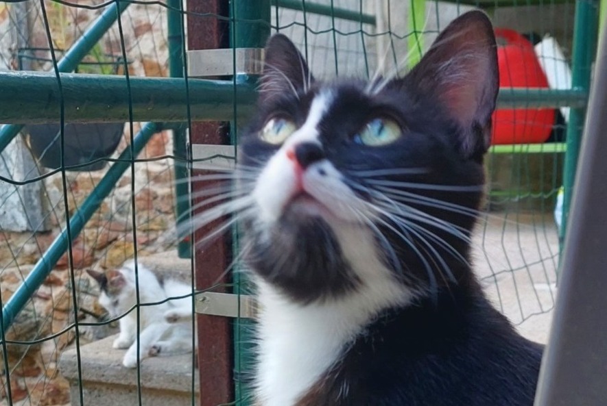 Disappearance alert Cat Female , 3 years Blacé France