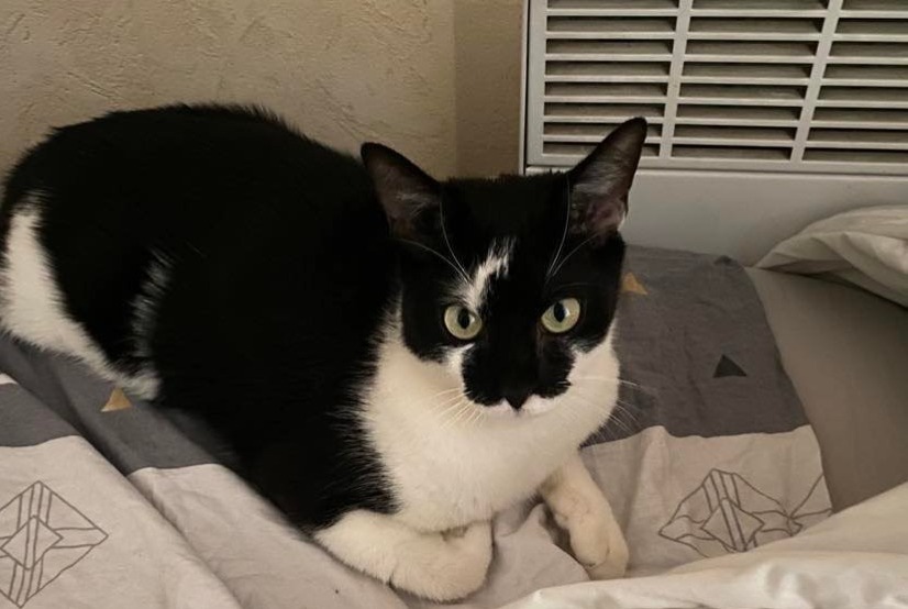 Disappearance alert Cat Male , 2 years Lyon France