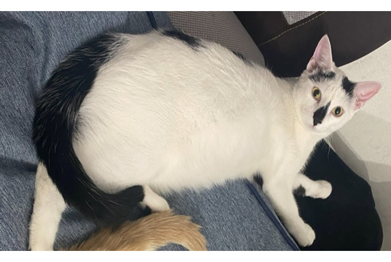 Disappearance alert Cat Male , 2 years Vaulx-en-Velin France
