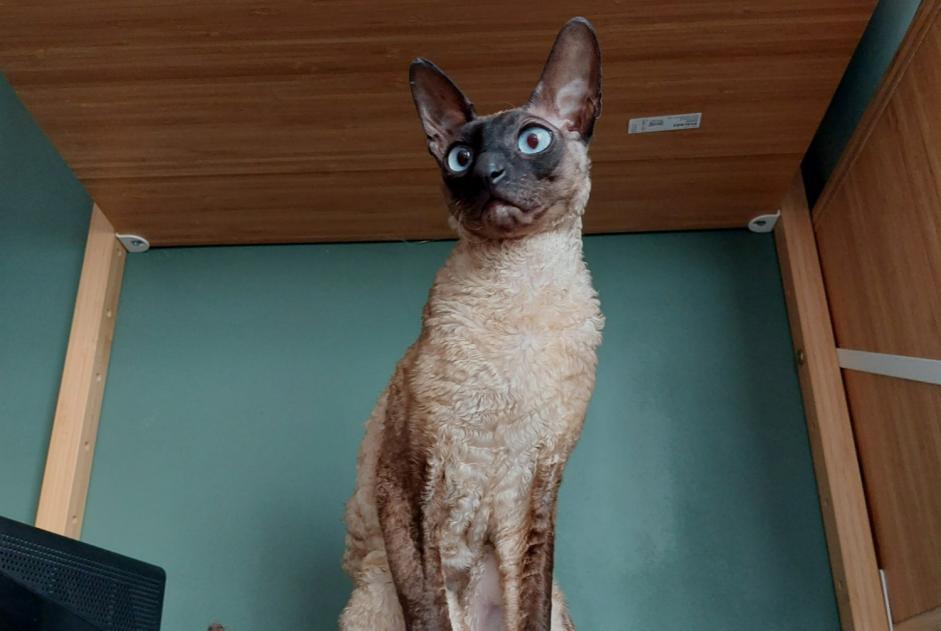 Disappearance alert Cat  Male , 4 years Francheville France