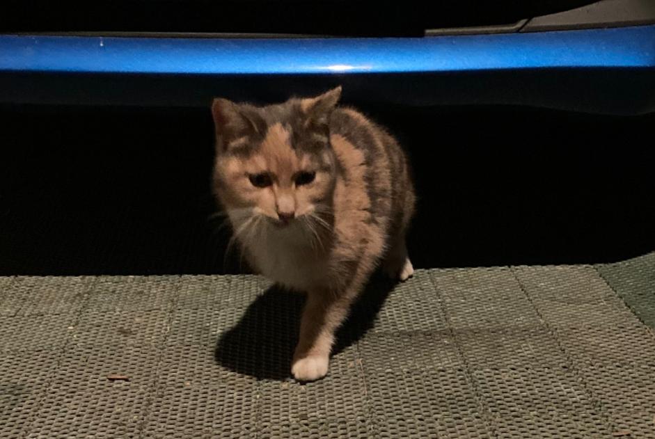 Discovery alert Cat Female Meys France