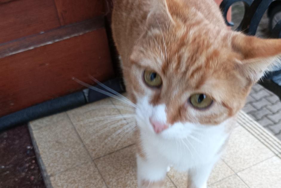 Discovery alert Cat Female Brussieu France