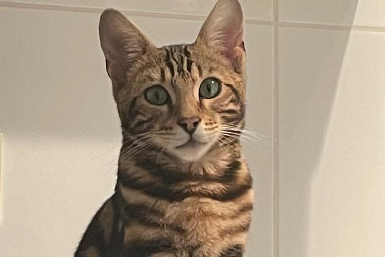 Disappearance alert Cat  Male , 1 years Villeurbanne France