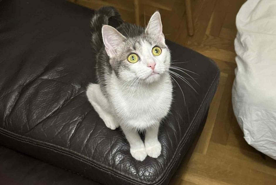 Disappearance alert Cat miscegenation  Female , 2 years Lyon France