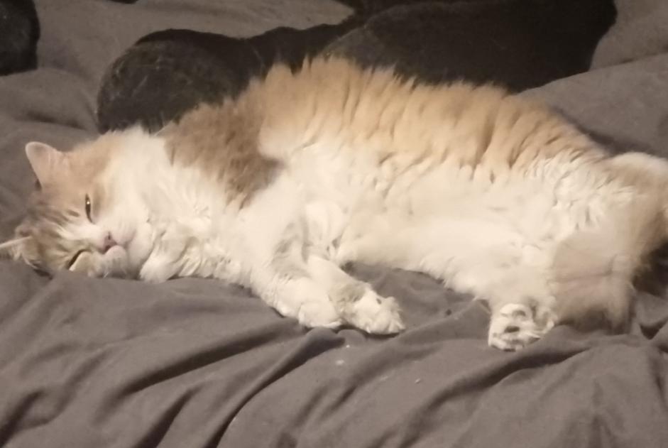 Disappearance alert Cat Male , 9 years Châtillon France