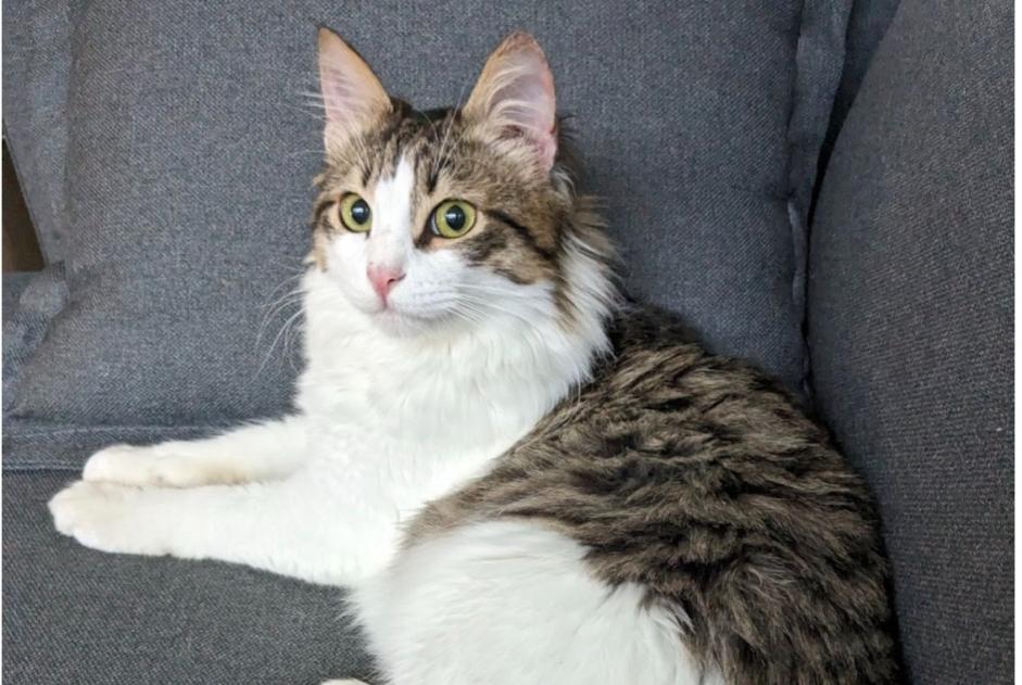 Disappearance alert Cat  Male , 3 years Lyon France