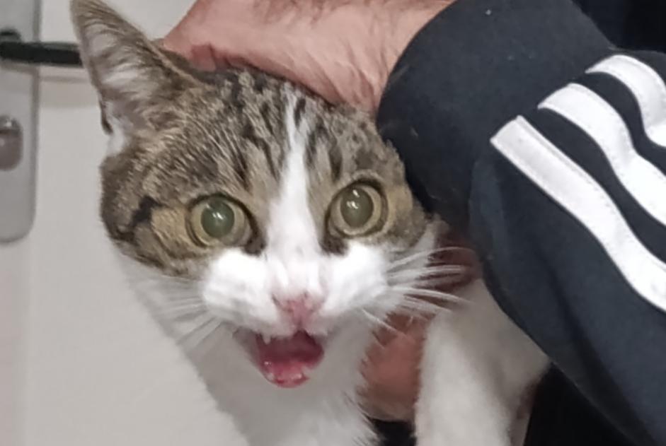 Discovery alert Cat Unknown Vénissieux France