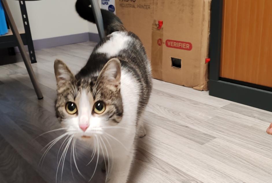 Discovery alert Cat Female Décines-Charpieu France