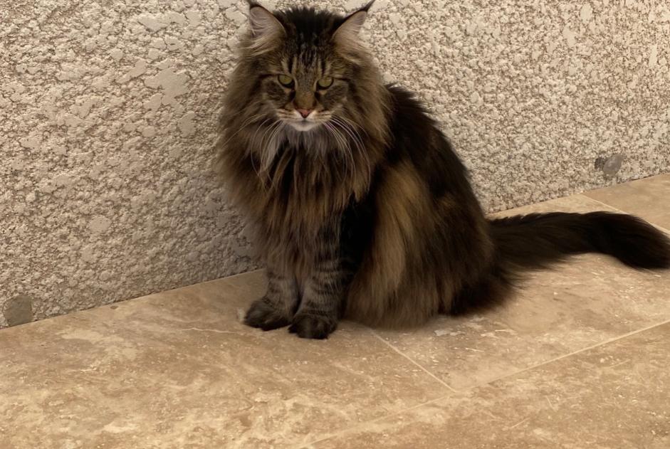 Disappearance alert Cat  Male , 9 years Communay France