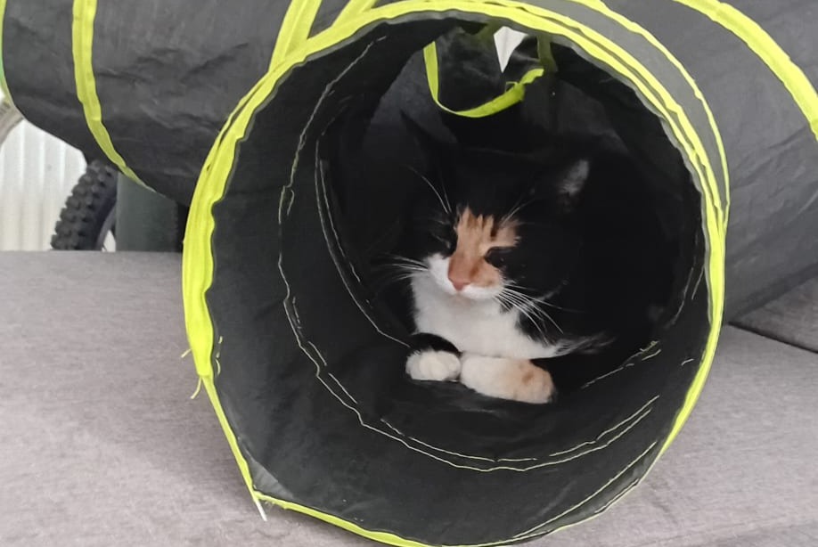 Disappearance alert Cat Female , 1 years Marcy-l'Étoile France