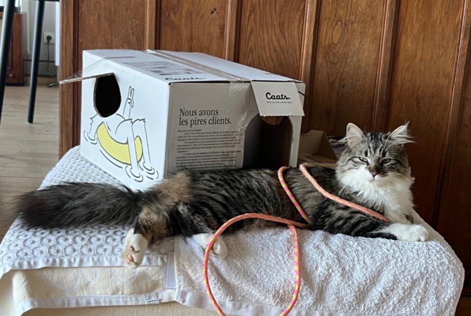 Disappearance alert Cat Female , 1 years Lyon France