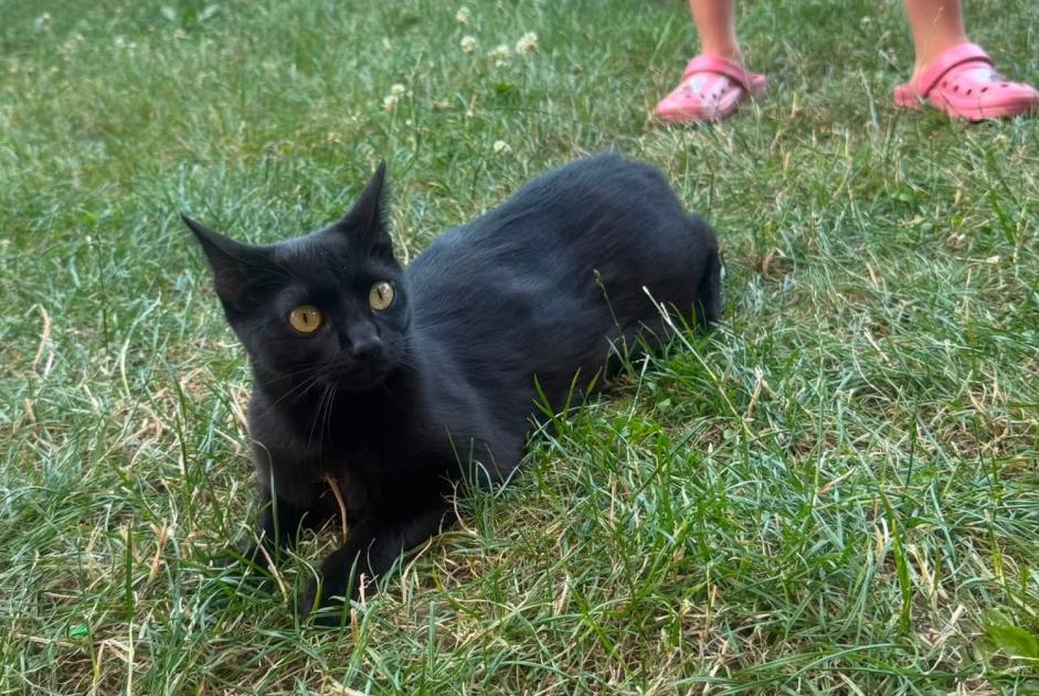 Discovery alert Cat Female Craponne France