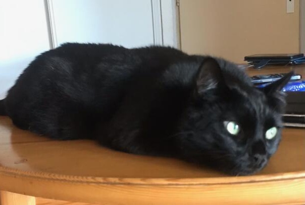 Alerta de Desaparición Gato Macho , 5 años Larajasse Francia