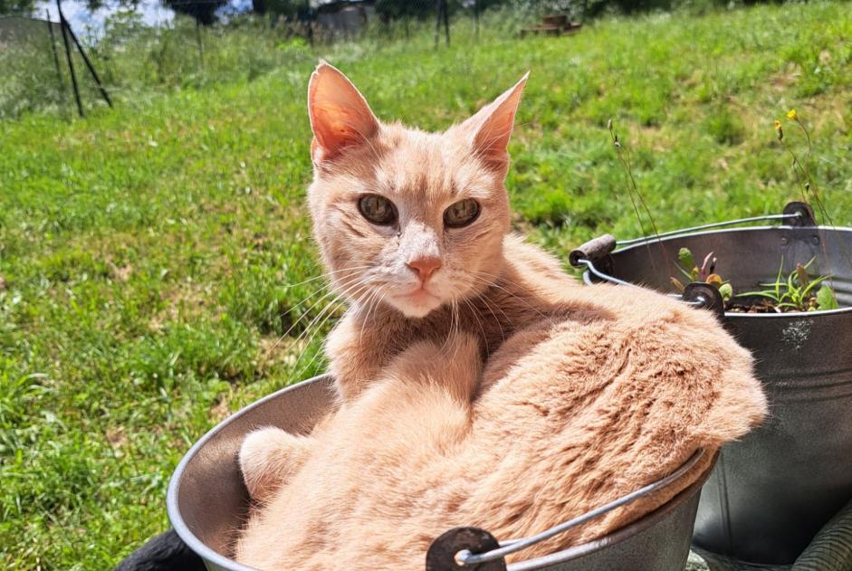 Alerte Disparition Chat Mâle , 17 ans Saint-Priest France Alerte Disparition Chat Mâle , 17 ans Saint-Priest France