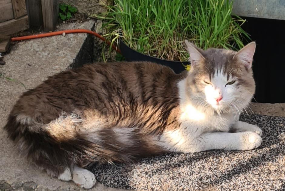 Alerte Découverte Chat Inconnu Villeurbanne France