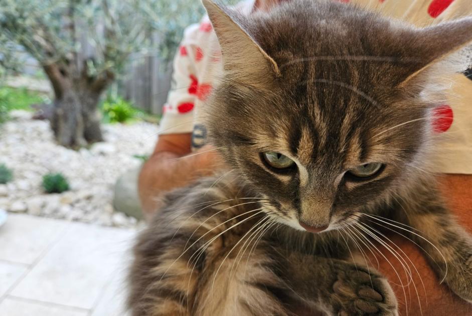 Alerte Découverte Chat croisement  Femelle Millery France