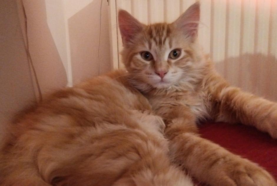 Alerte Disparition Chat croisement Mâle , 1 ans Villeurbanne France Alerte Disparition Chat croisement Mâle , 1 ans Villeurbanne France