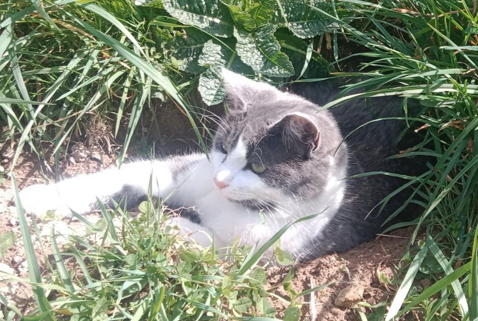 Alerte Disparition Chat Mâle , 2 ans Lamure-sur-Azergues France