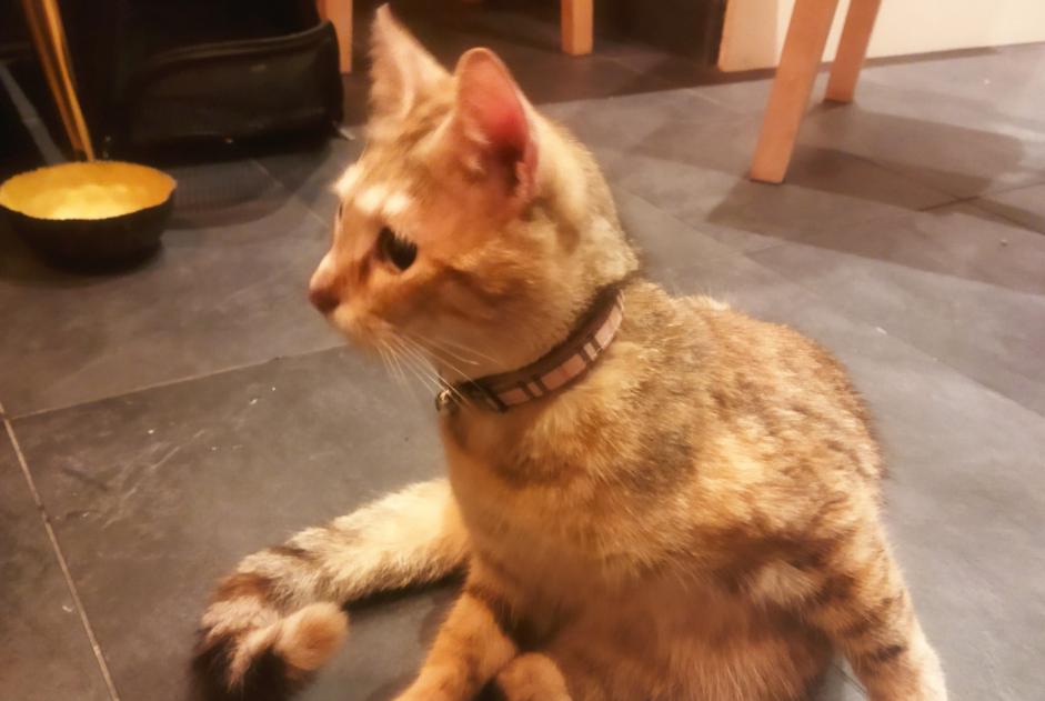 Alerte Découverte Chat Femelle Villeurbanne France Alerte Découverte Chat Femelle Villeurbanne France