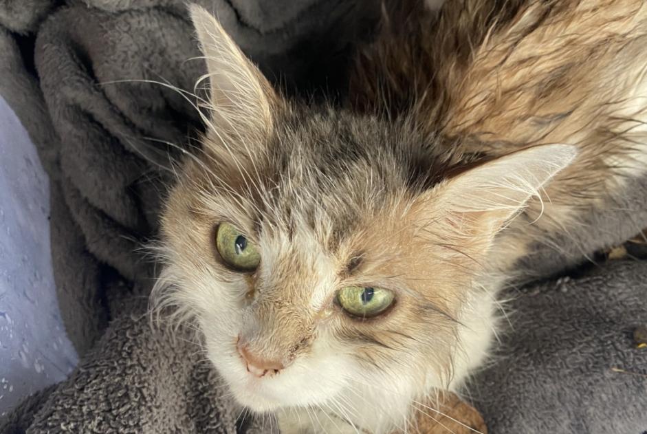 Alerte Découverte Chat Femelle Francheville France Alerte Découverte Chat Femelle Francheville France