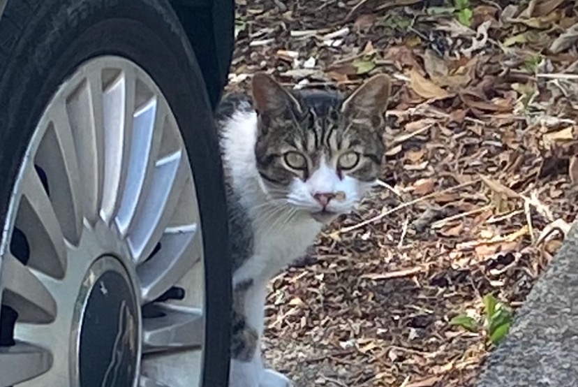 Alerte Découverte Chat Inconnu Saint-Fons France