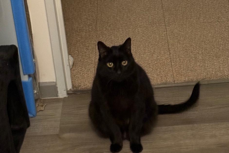 Alerte Disparition Chat Mâle , 12 ans Lyon France