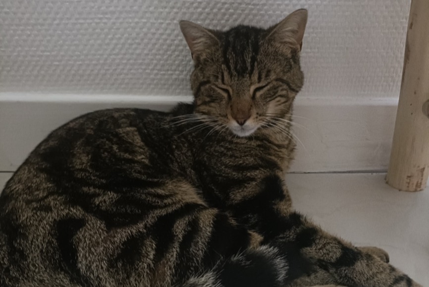 Alerte Découverte Chat Mâle , 1 année Lyon France