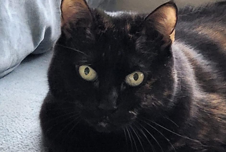Alerte Disparition Chat Femelle , 14 ans Lucenay France