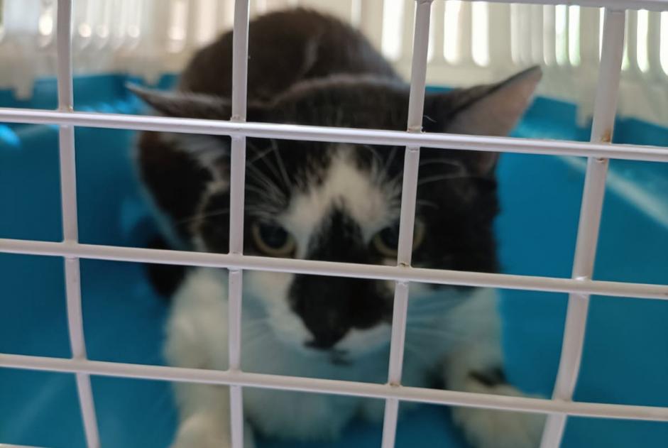 Alerte Disparition Chat croisement  Mâle , 5 ans Saint-Symphorien-d'Ozon France