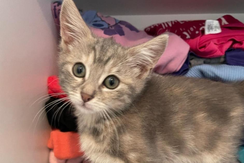 Alerte Disparition Chat Femelle , 0 ans Brindas France