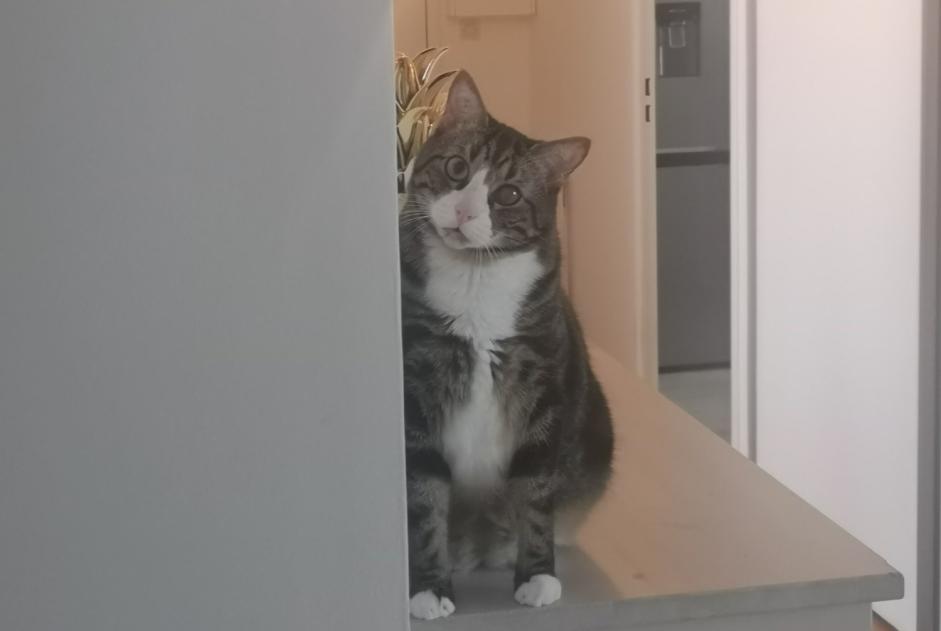 Alerte Disparition Chat Mâle , 5 ans Lyon France