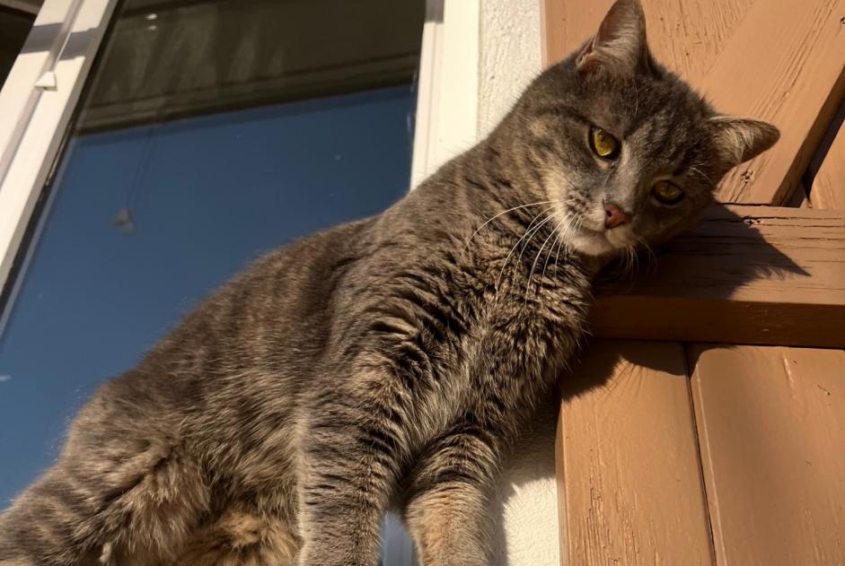 Alerte Disparition Chat Femelle , 2 ans Chessy France