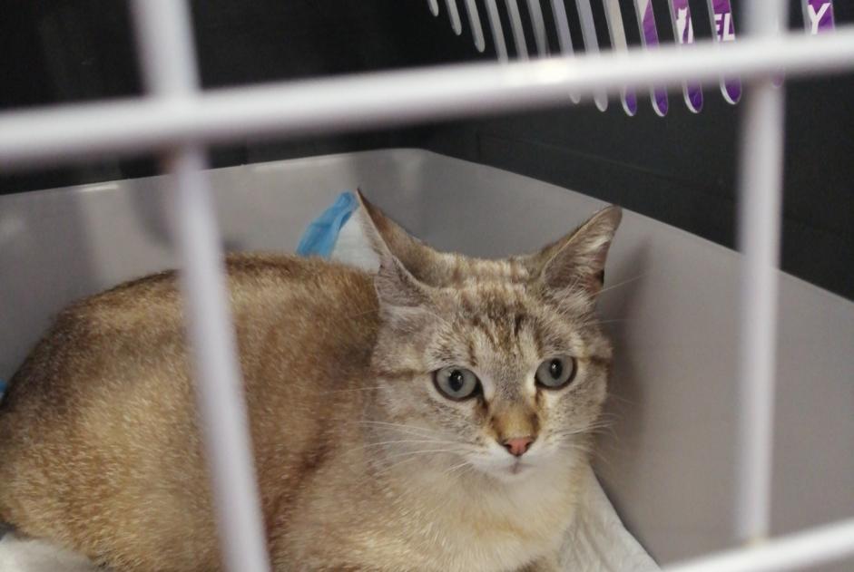 Alerte Découverte Chat croisement  Femelle Vénissieux France