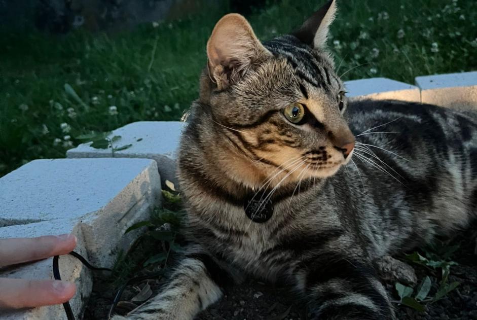 Alerte Disparition Chat  Mâle , 1 ans Saint-Symphorien-sur-Coise France
