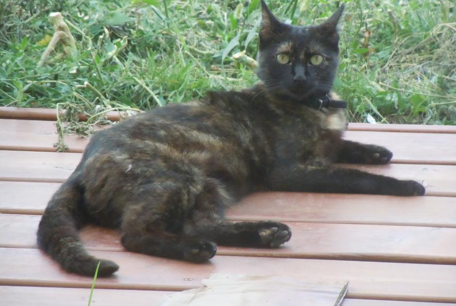 Avviso scomparsa Gatto  Femmina , 8 anni Pusignan Francia