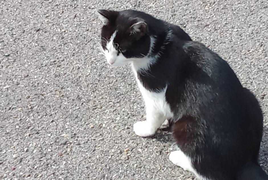 Avviso Ritrovamento Gatto Maschio Neuville-sur-Saône Francia
