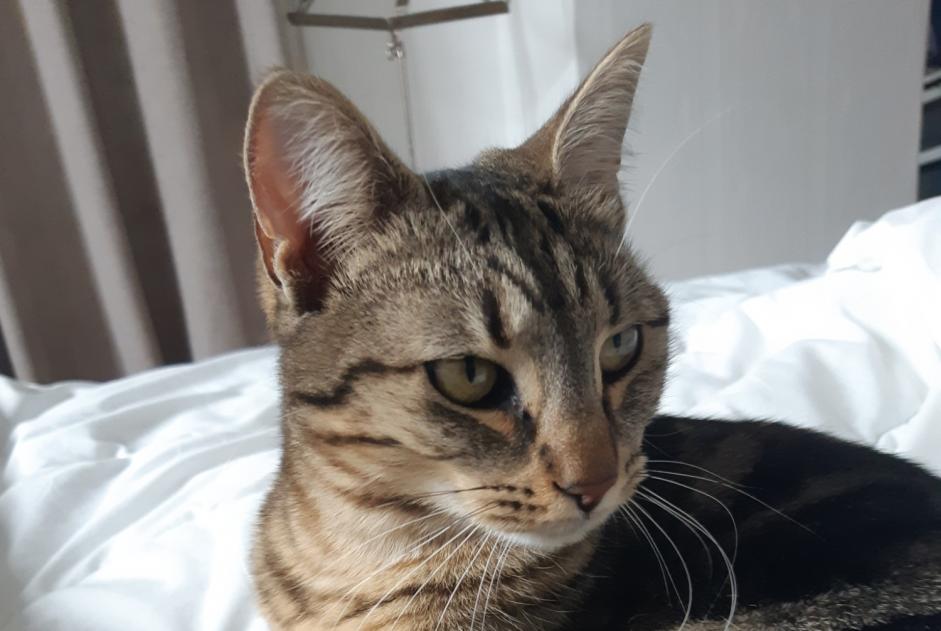Avviso scomparsa Gatto incrocio di razze Femmina , 1 anni Vernaison Francia Avviso scomparsa Gatto incrocio di razze Femmina , 1 anni Vernaison Francia