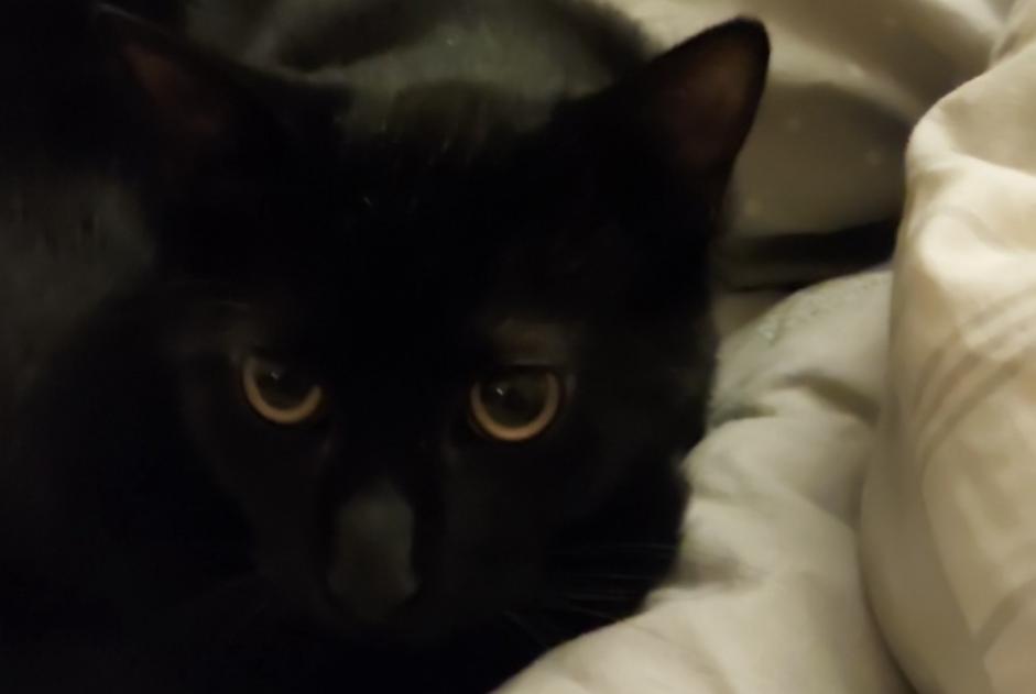 Avviso scomparsa Gatto Maschio , 1 anni Lyon Francia Avviso scomparsa Gatto Maschio , 1 anni Lyon Francia