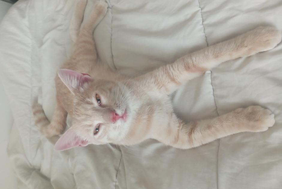 Avviso Ritrovamento Gatto incrocio di razze Maschio Lyon Francia Avviso Ritrovamento Gatto incrocio di razze Maschio Lyon Francia