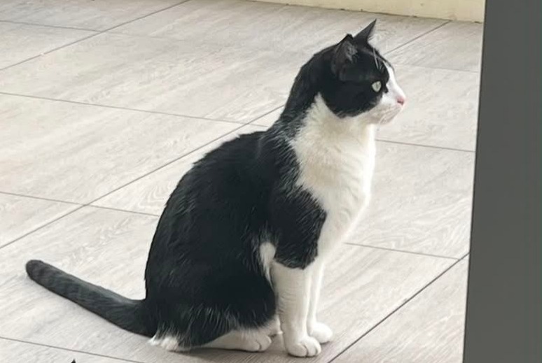 Avviso scomparsa Gatto Maschio , 2 anni Villeurbanne Francia Avviso scomparsa Gatto Maschio , 2 anni Villeurbanne Francia