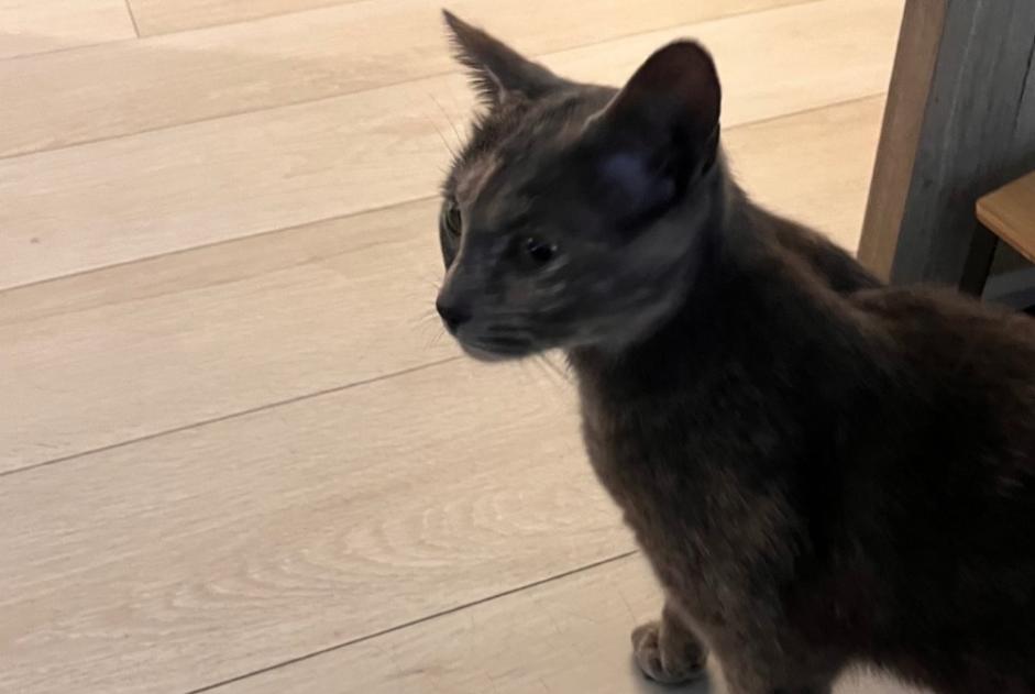 Ontdekkingsalarm Kat Vrouwtje Villeurbanne Frankrijk
