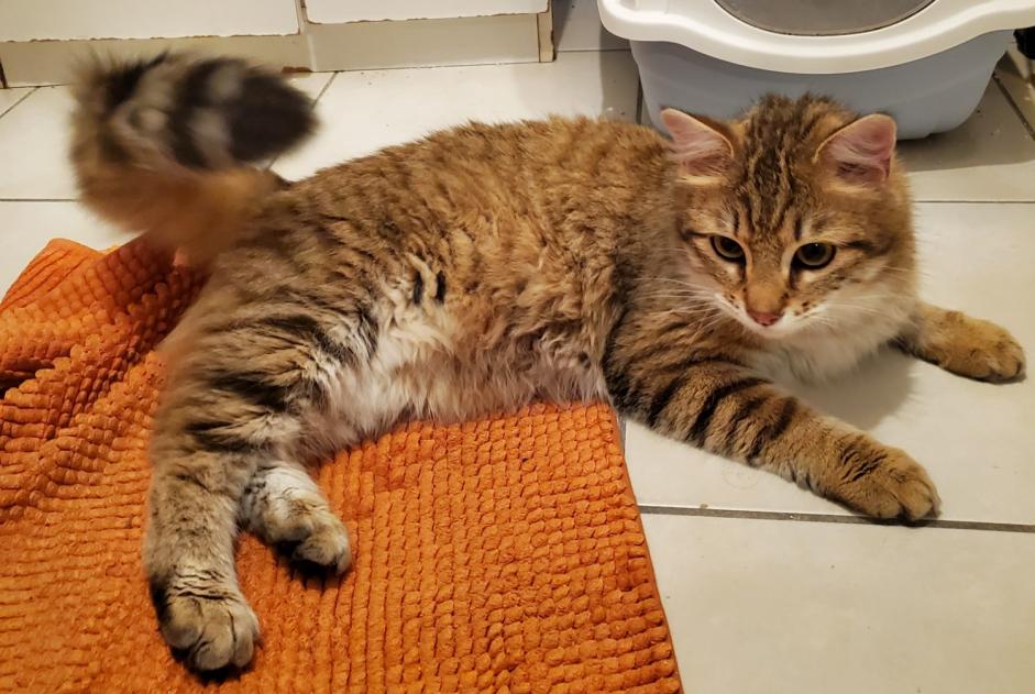 Ontdekkingsalarm Kat Mannetje Lyon Frankrijk